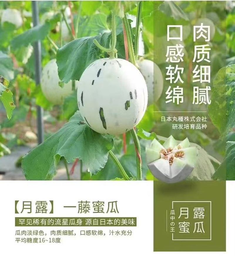 精品月露蜜瓜产地直供大量上市欢迎老板选购