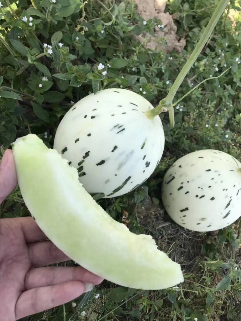 精品月露蜜瓜产地直供大量上市欢迎老板选购