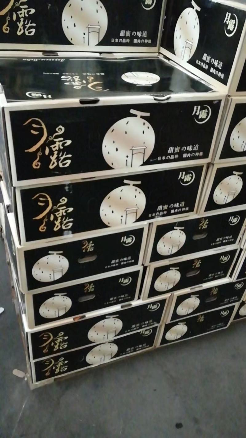 精品月露蜜瓜产地直供大量上市欢迎老板选购