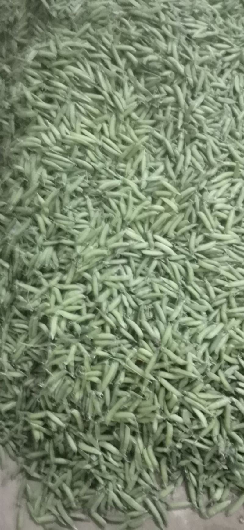 中豌6号，中豌9号豌豆角正在大量上市中，货量稳定欢迎订购