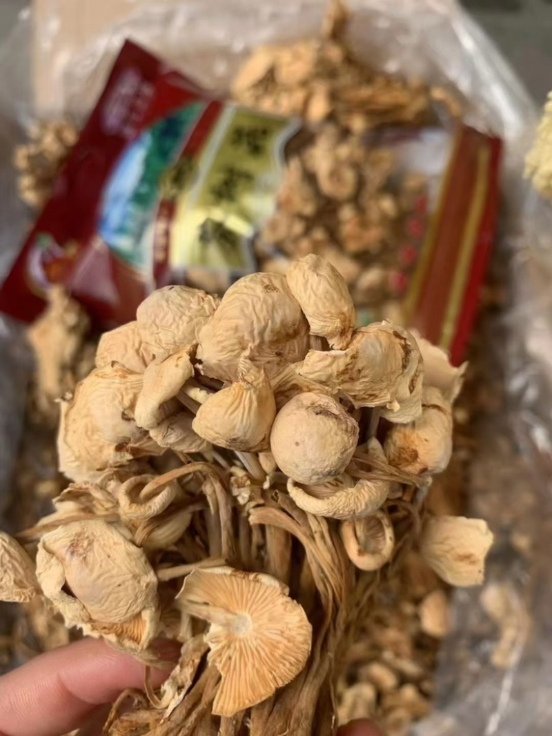 茶树菇无硫干货茶树菇优质精品干菇炖汤炒肉食用茶树菇