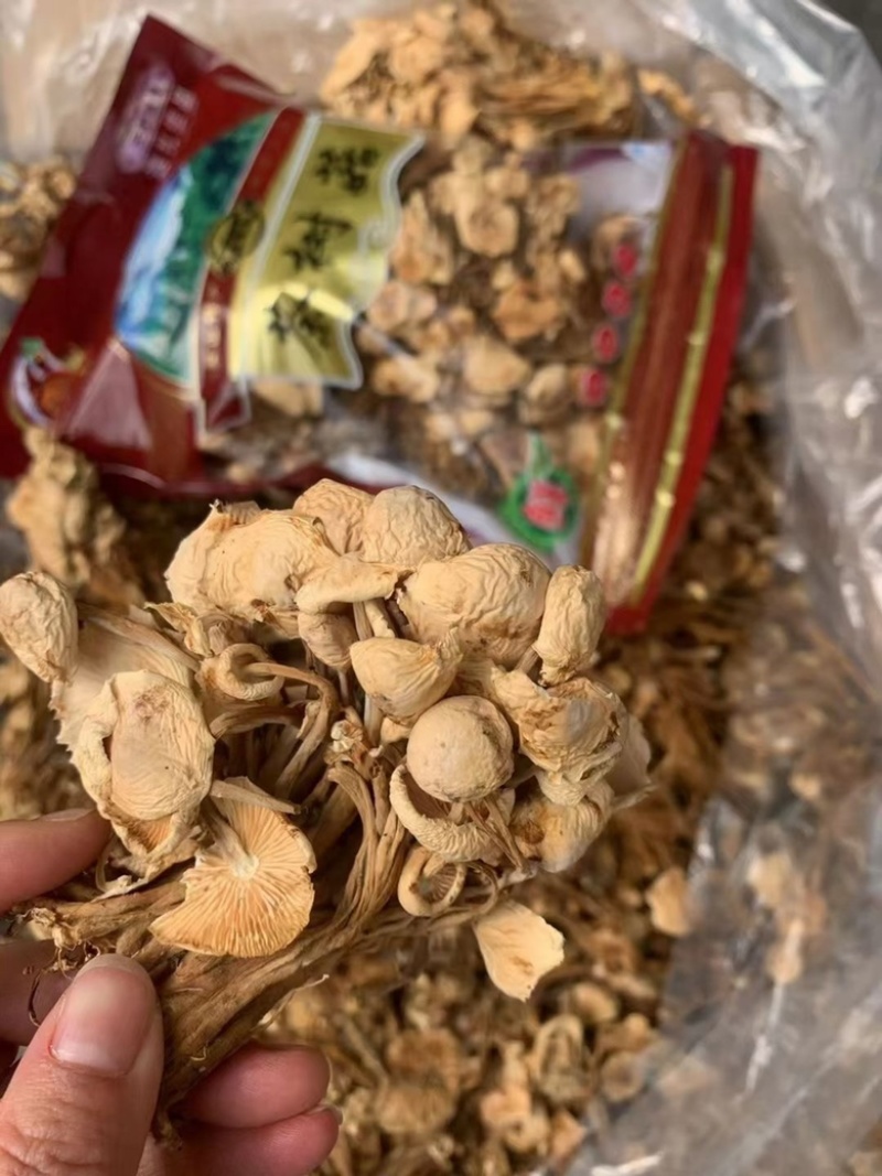 茶树菇无硫干货茶树菇优质精品干菇炖汤炒肉食用茶树菇