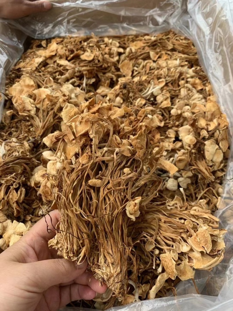 茶树菇无硫干货茶树菇优质精品干菇炖汤炒肉食用茶树菇