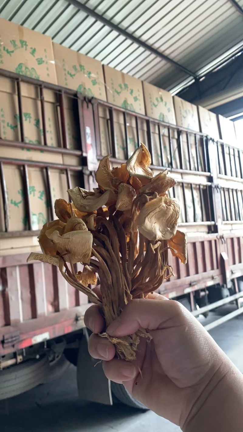 茶树菇无硫干货茶树菇优质精品干菇炖汤炒肉食用茶树菇