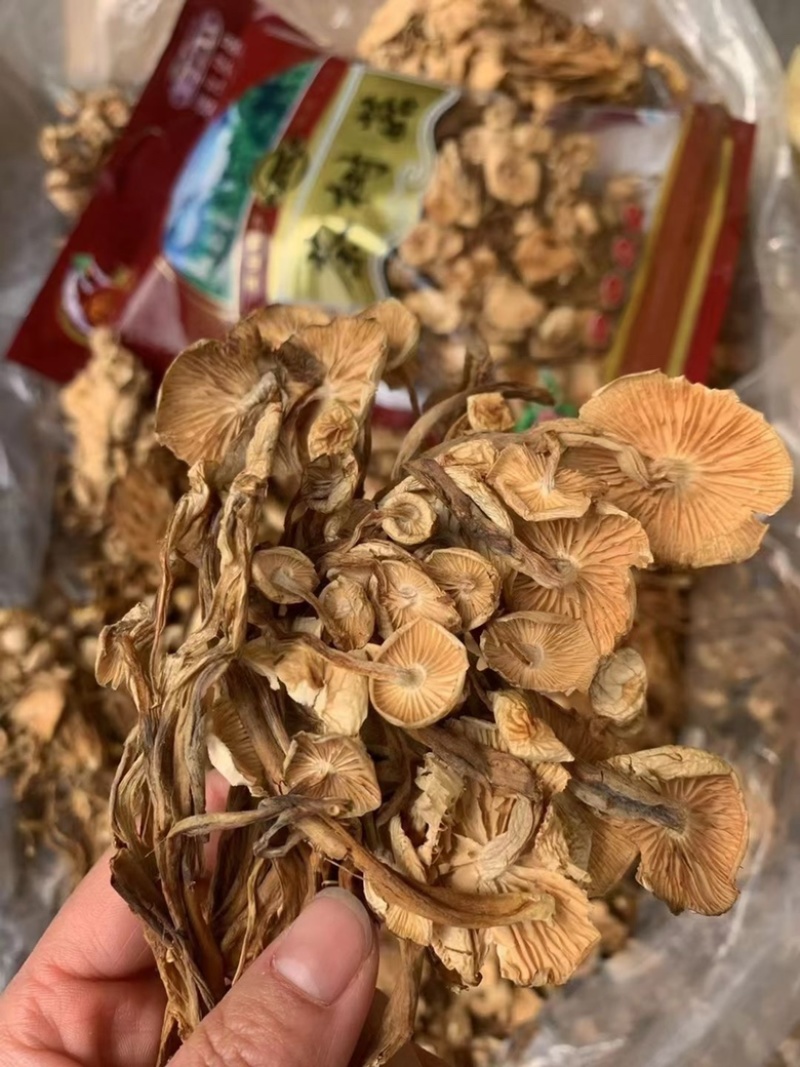 茶树菇无硫干货茶树菇优质精品干菇炖汤炒肉食用茶树菇