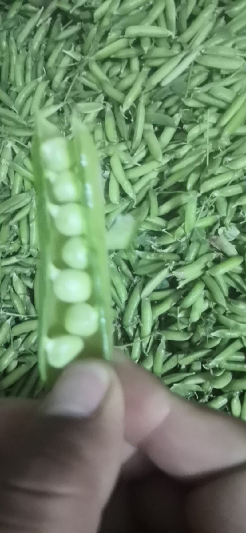 中豌6号，中豌9号豌豆角正在大量上市中，货量稳定欢迎订购