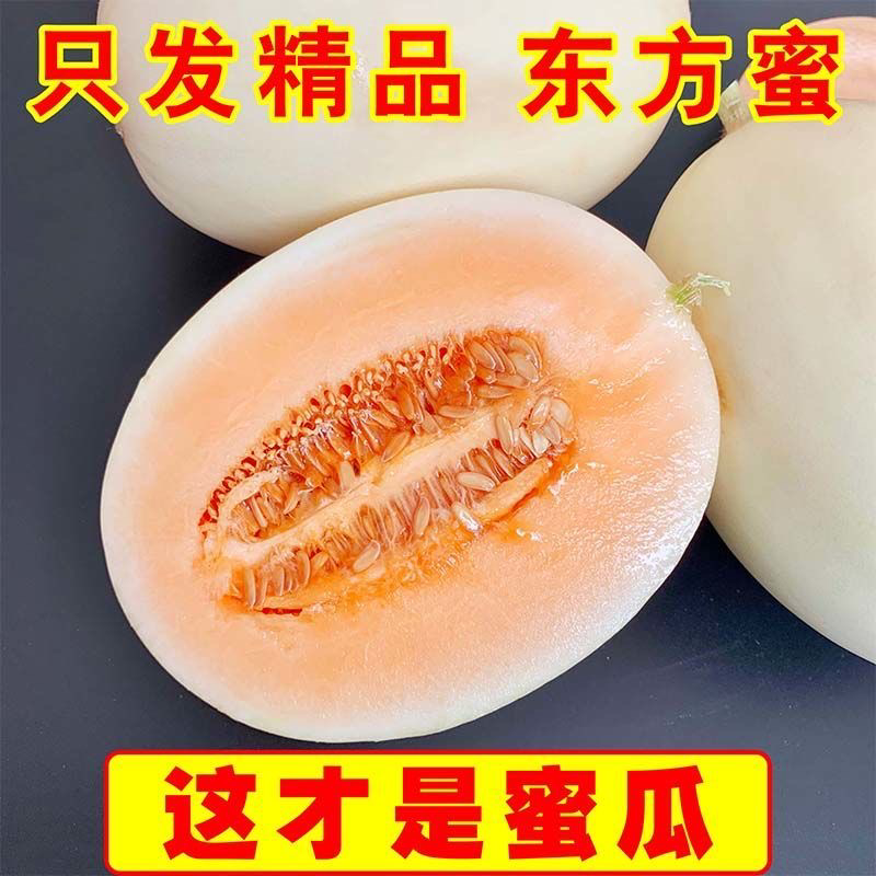 【东方蜜甜瓜】浙江甜瓜大量供应～价格优惠～可全国发货