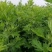 南阳大叶品种艾苗艾草合作社常年供种苗免费提供技术下单包邮