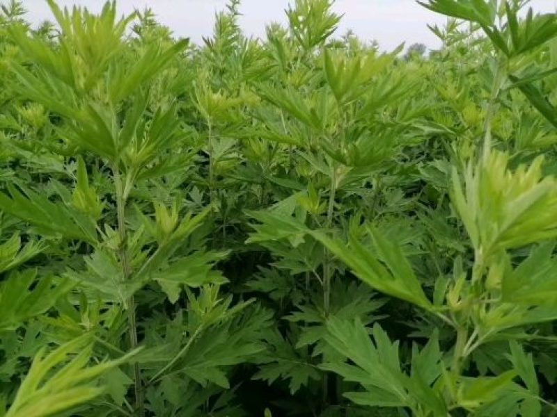 南阳大叶品种艾苗艾草合作社常年供种苗免费提供技术下单包邮