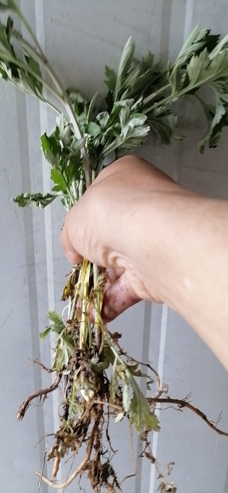 南阳大叶品种艾苗艾草合作社常年供种苗免费提供技术下单包邮