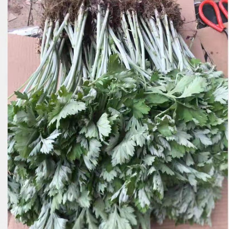 南阳大叶品种艾苗艾草合作社常年供种苗免费提供技术下单包邮