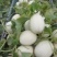 上海南汇玉菇，批发团购电商有保供资料