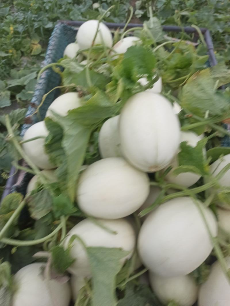 上海南汇玉菇，批发团购电商有保供资料