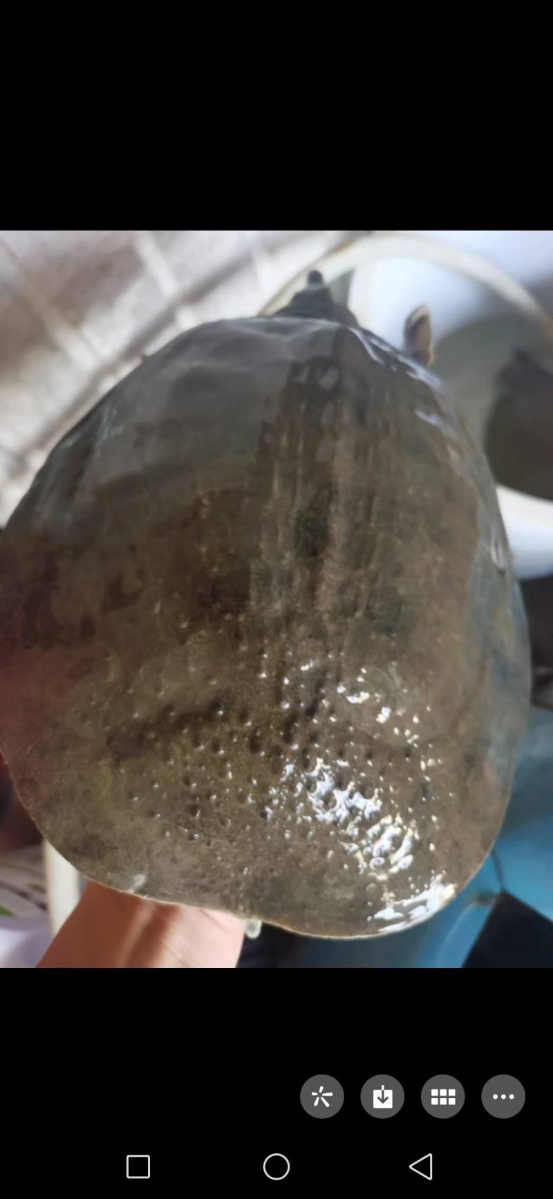 水库甲鱼