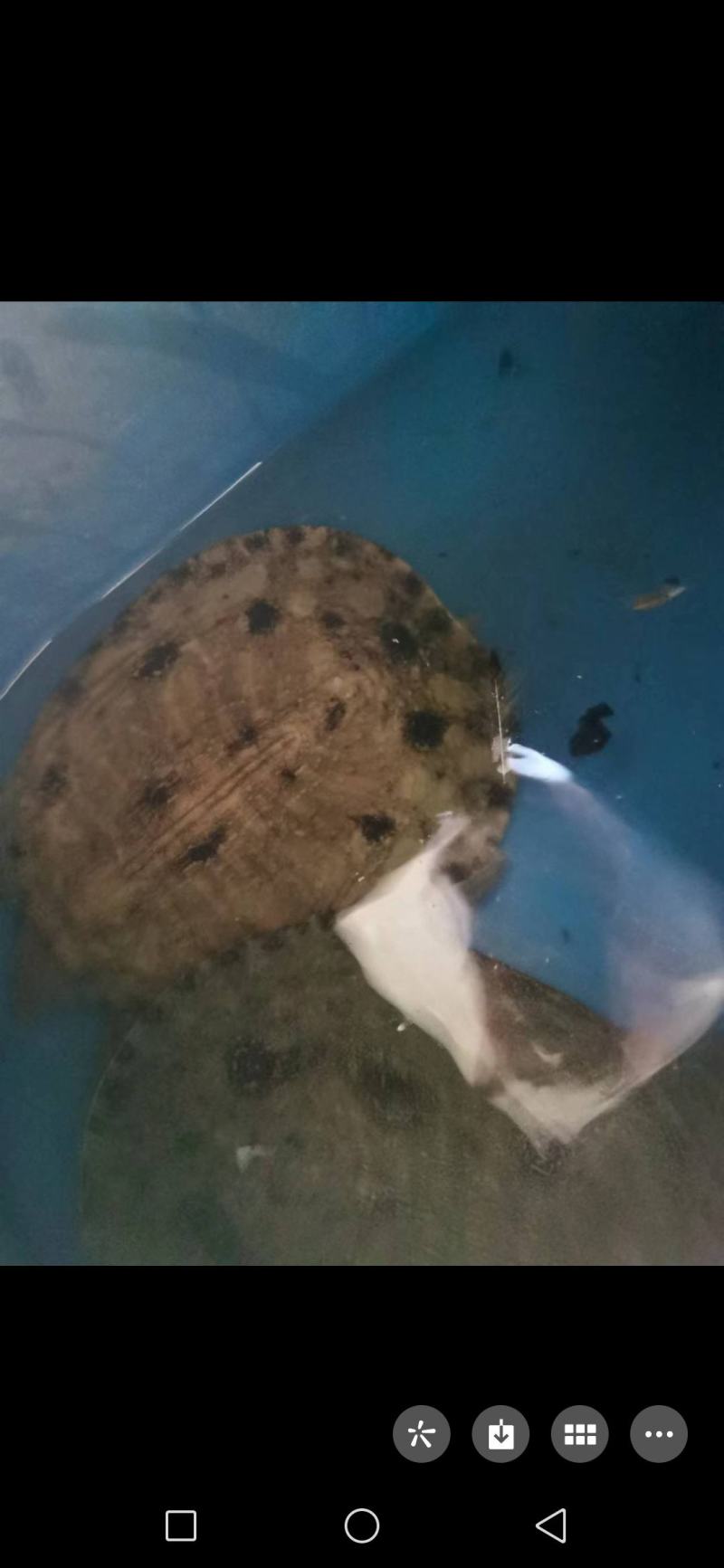 水库甲鱼