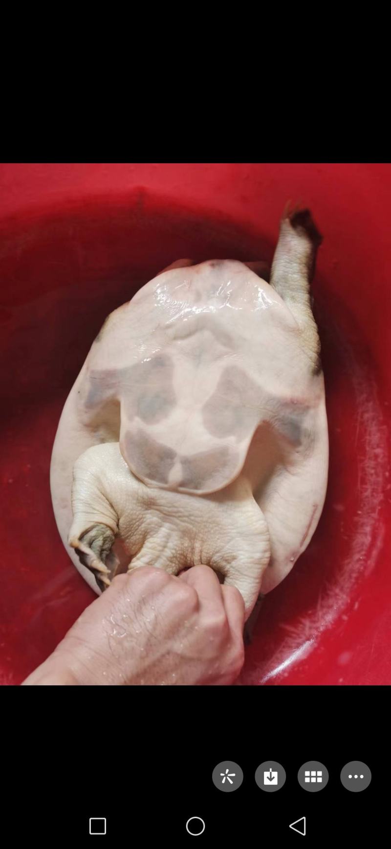 水库甲鱼