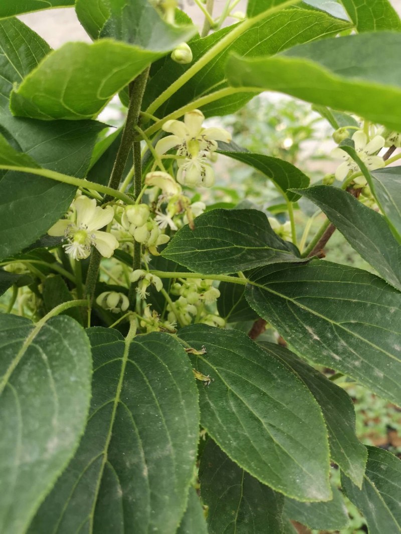 软枣猕猴桃苗树南北方种植正宗软枣子盆栽地栽龙城二号营养杯