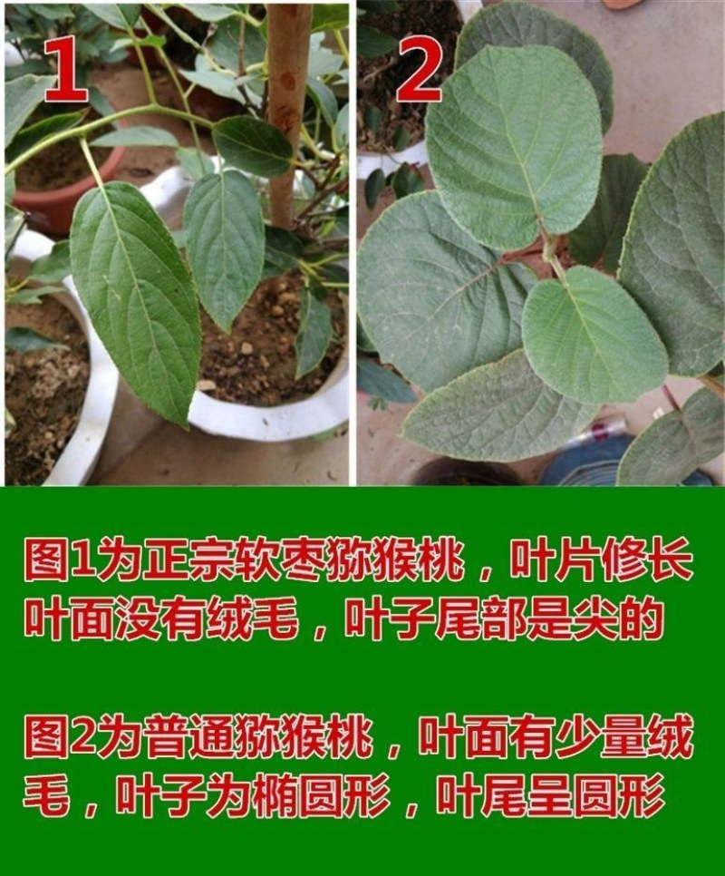 软枣猕猴桃苗树南北方种植正宗软枣子盆栽地栽龙城二号营养杯
