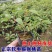软枣猕猴桃苗树南北方种植正宗软枣子盆栽地栽龙城二号营养杯