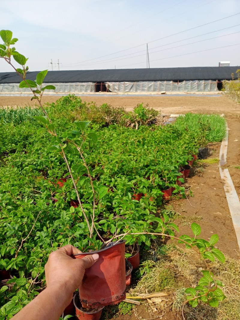 软枣猕猴桃苗树南北方种植正宗软枣子盆栽地栽龙城二号营养杯