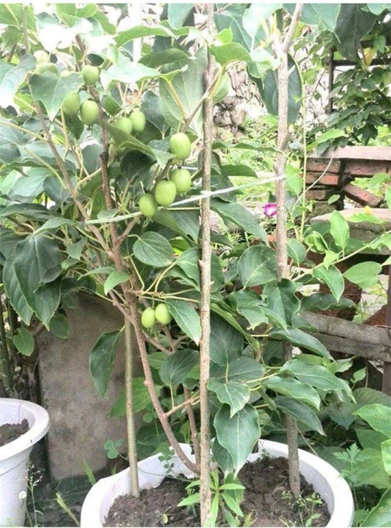 软枣猕猴桃苗树南北方种植正宗软枣子盆栽地栽龙城二号营养杯