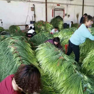 商河蒜苔，冷库对外出租，专业储存，代收保质保量，行情分析