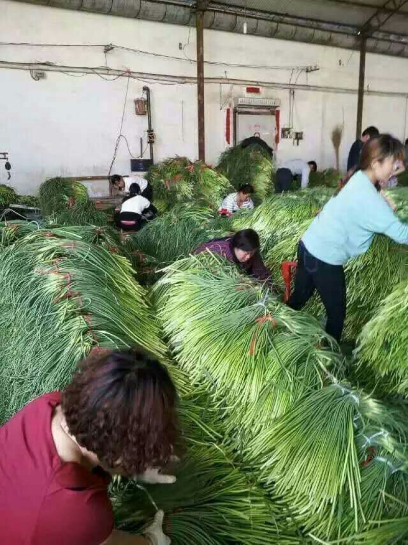 商河蒜苔，冷库对外出租，专业储存，代收保质保量，行情分析