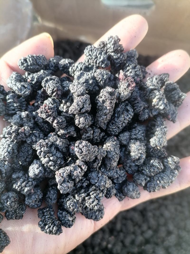 【精品直发】水洗货无沙食用黑珍珠桑葚干可对接电商商超