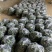 玛莎黄瓜一手货源，大量有货。