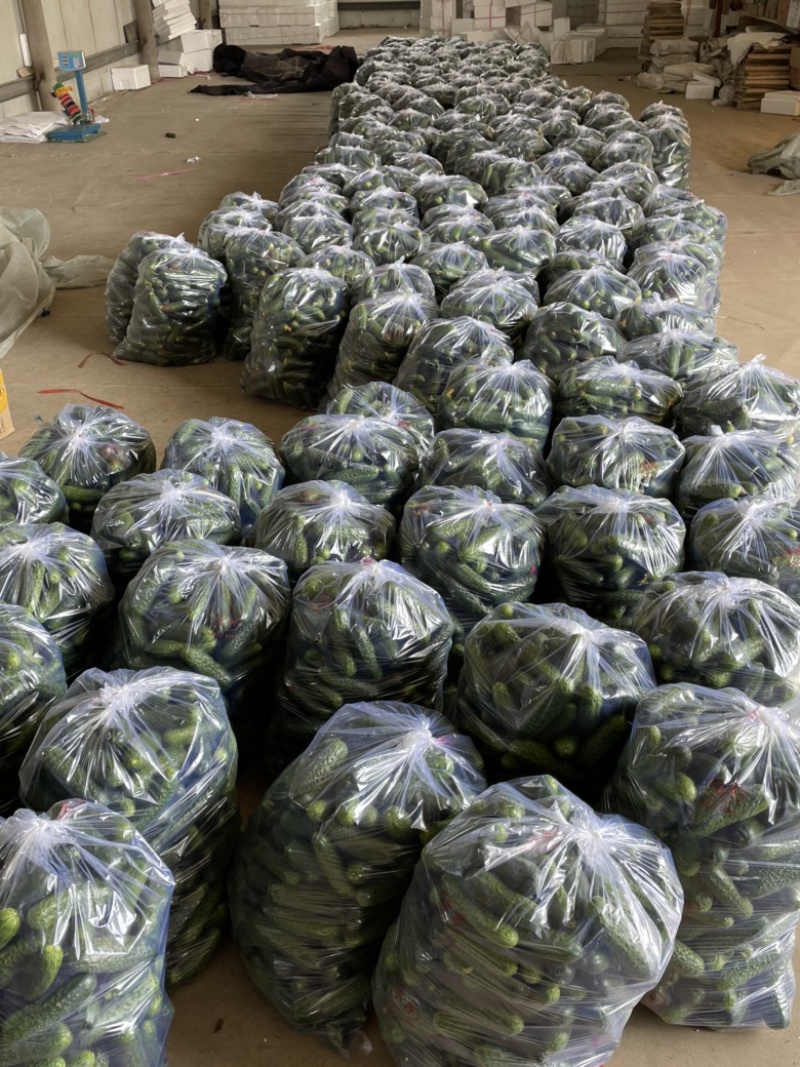 玛莎黄瓜一手货源，大量有货。