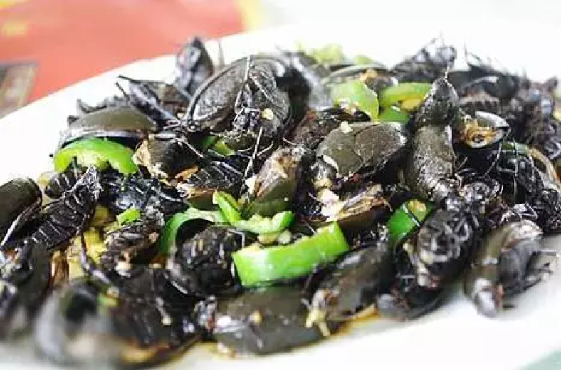 金边龙虱