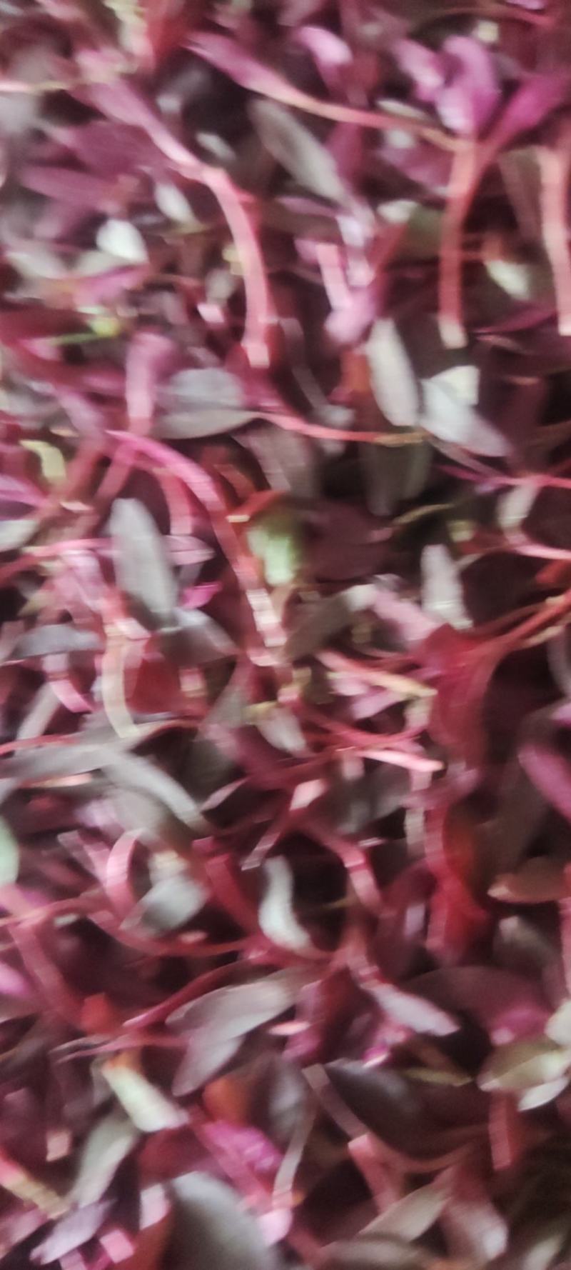 食用三色堇，各种酒店盘饰花草，大量上市，欢迎选购