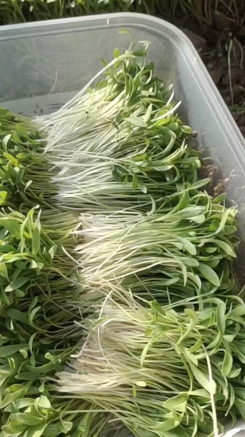 食用三色堇，各种酒店盘饰花草，大量上市，欢迎选购