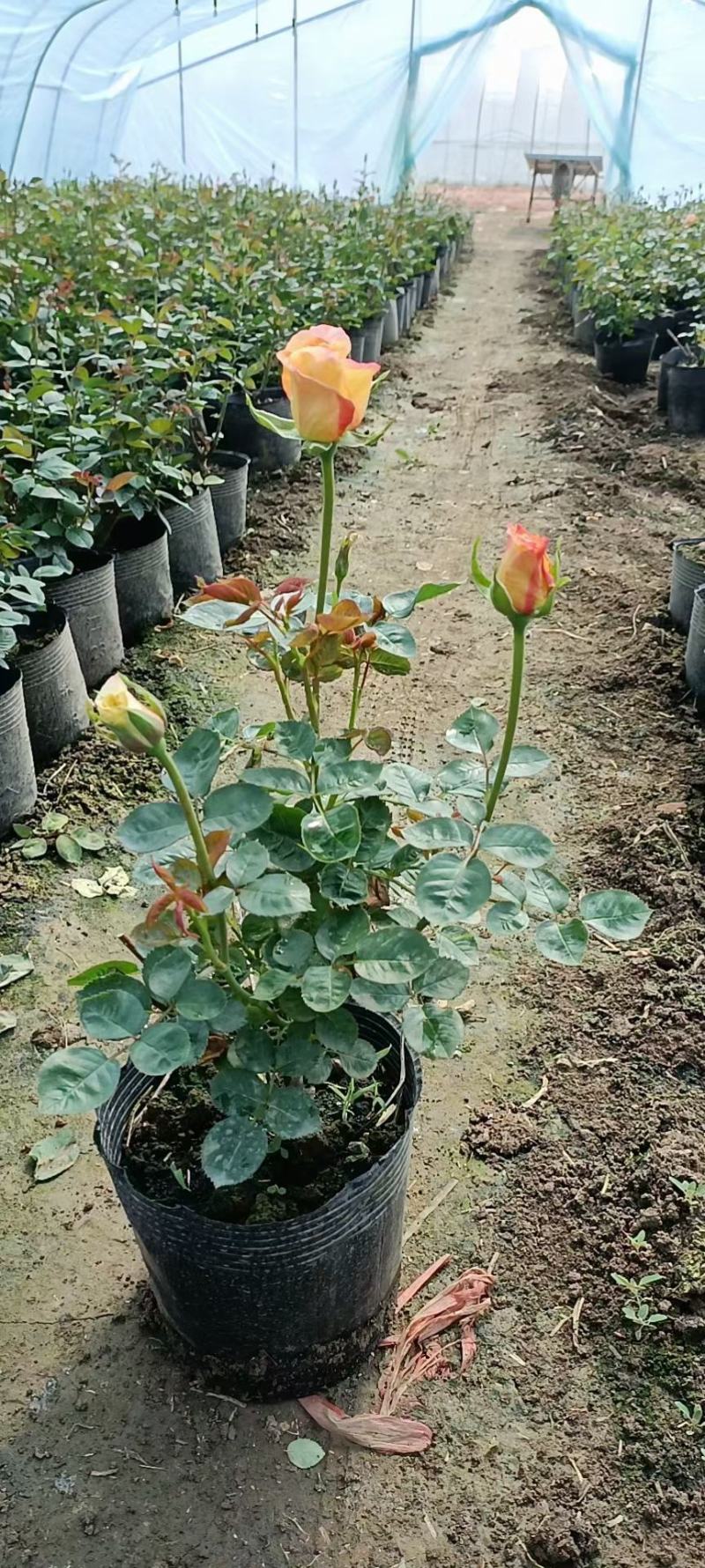 品种月季大花月季基地批发价格杯苗月季基地