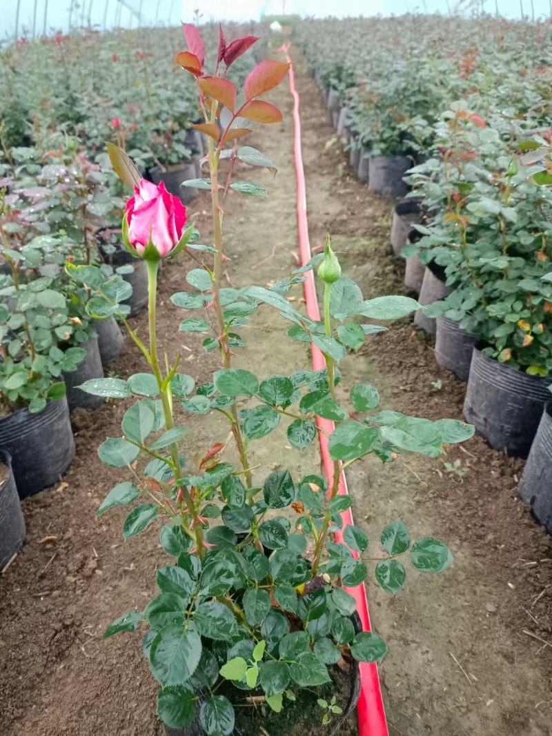 品种月季大花月季基地批发价格杯苗月季基地