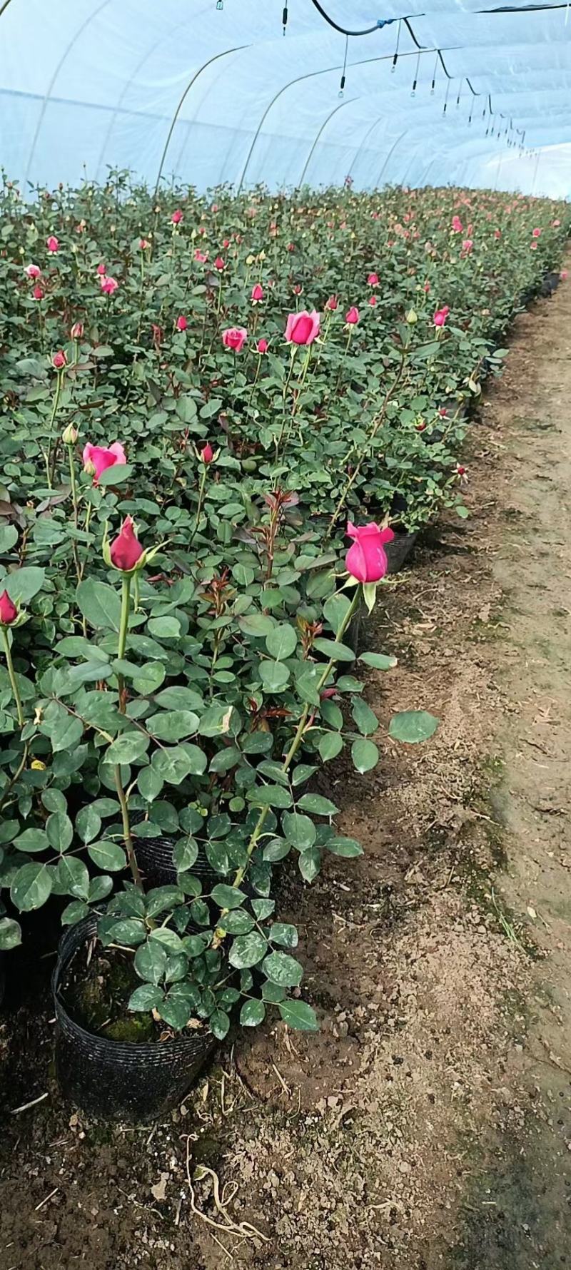 品种月季大花月季基地批发价格杯苗月季基地