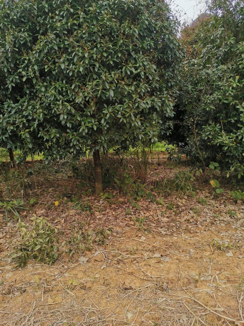 桂花树