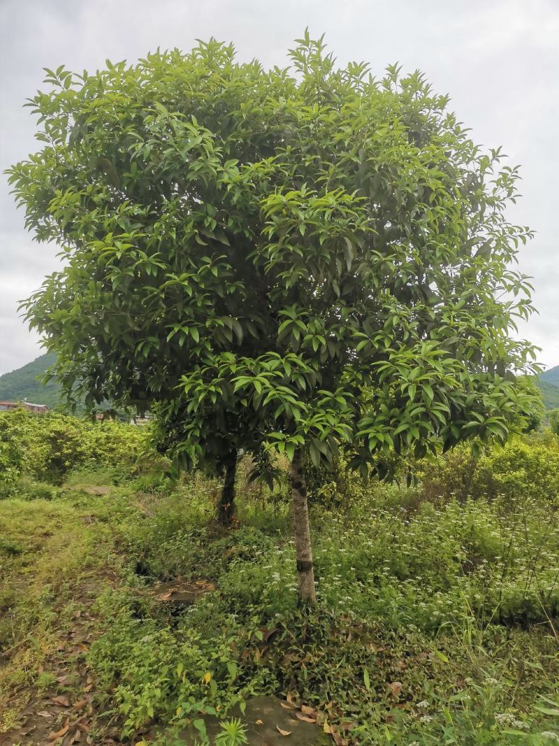 桂花树
