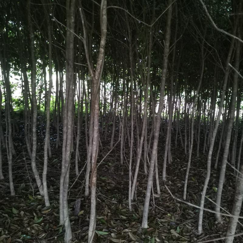 桂花树