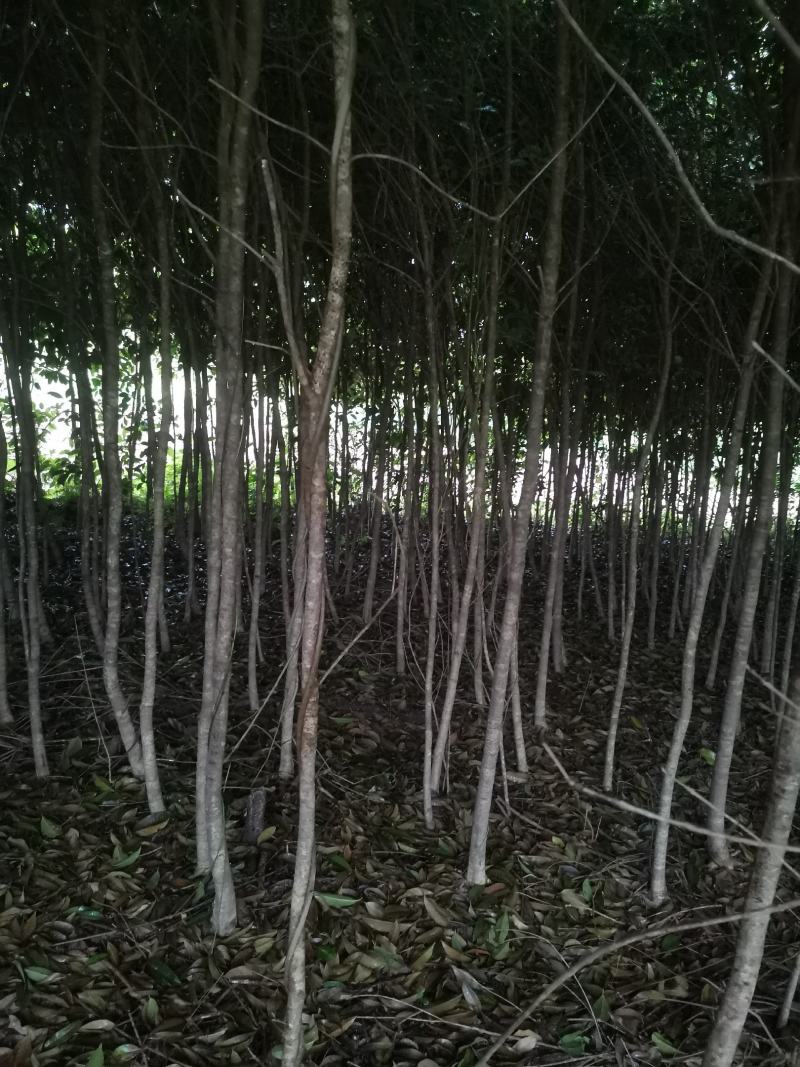 桂花树