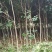 桂花树