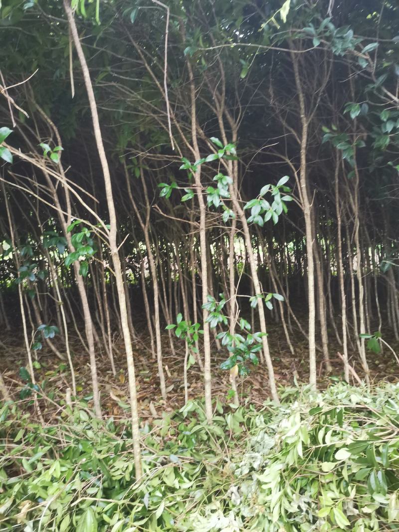 桂花树