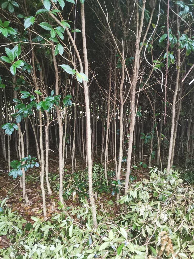 桂花树