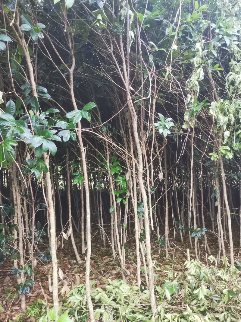 桂花树