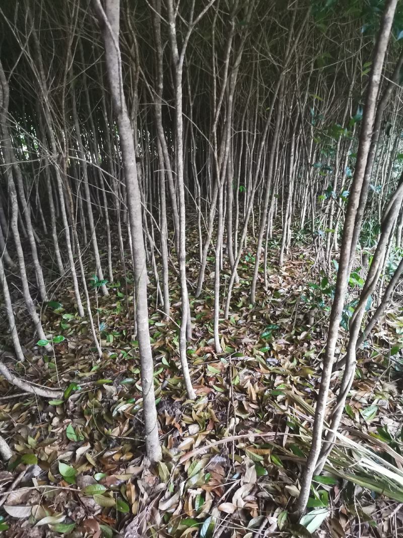 桂花树