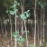 桂花树