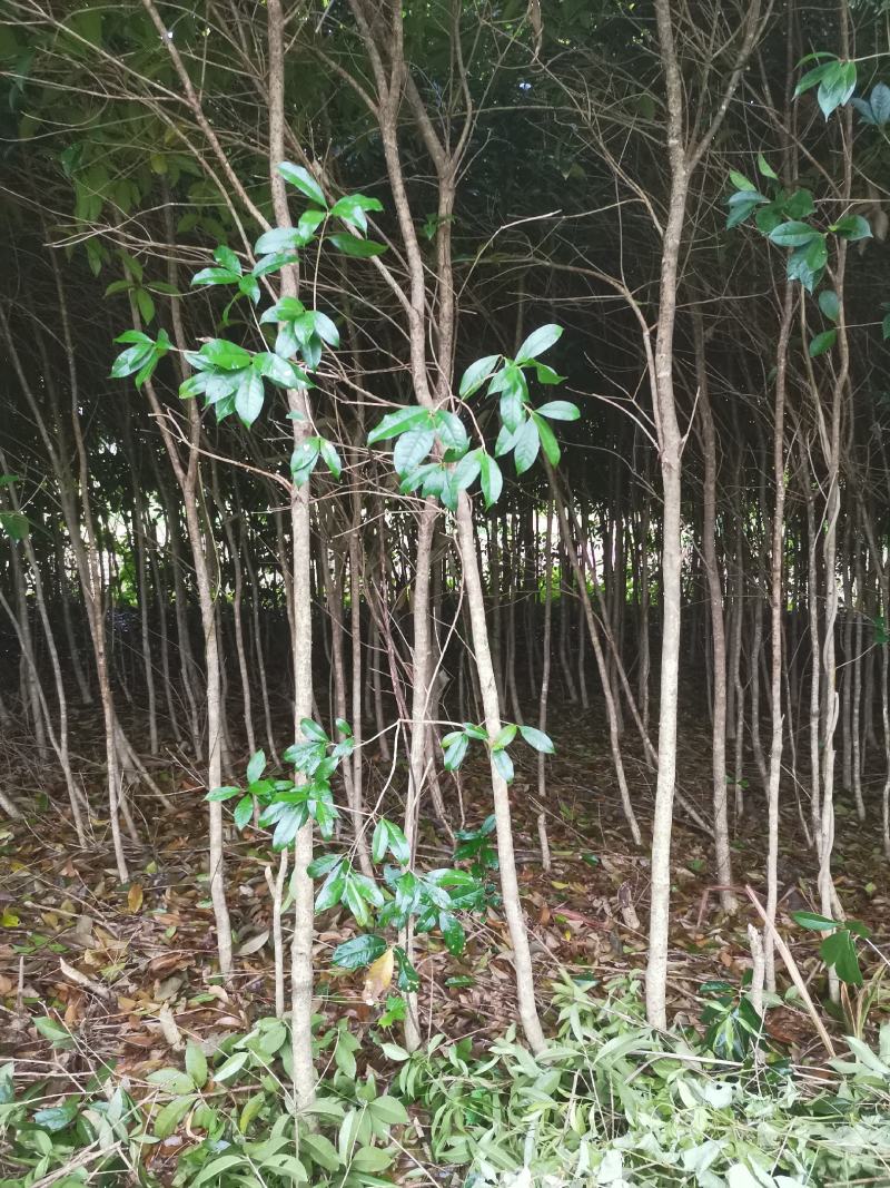 桂花树