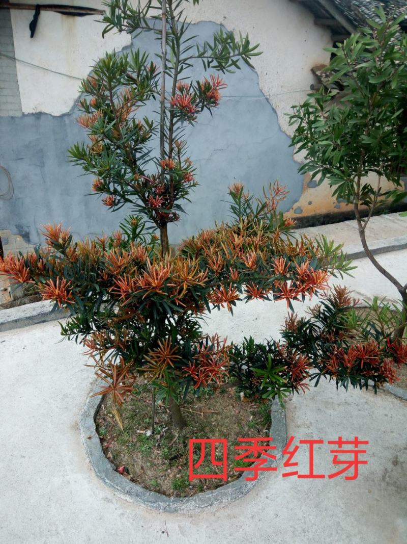 海岛红芽罗汉松四季红芽小叶太子妃金彩松素材