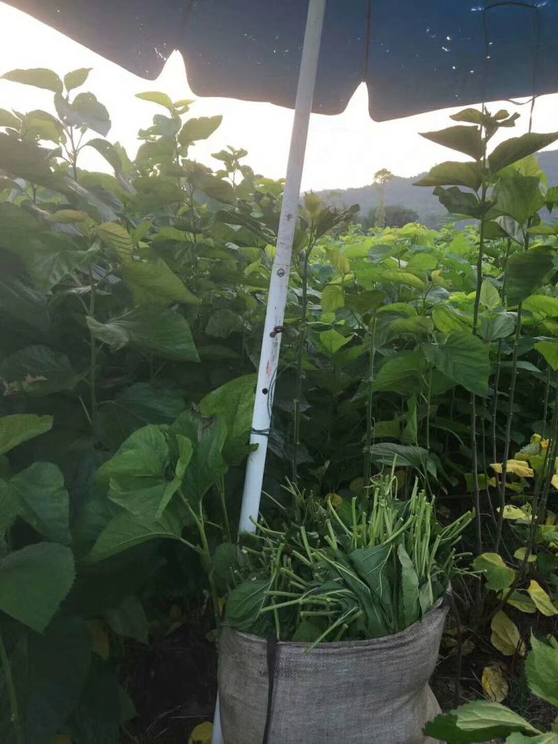 自家养的蚕丝批发零售卖