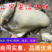 精品肥蚝湛江蚝乳山蚝（5个/斤）三倍体场地直发货源稳定
